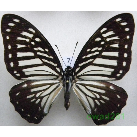 Graphium macareus palawanicus Philippines 66mm7